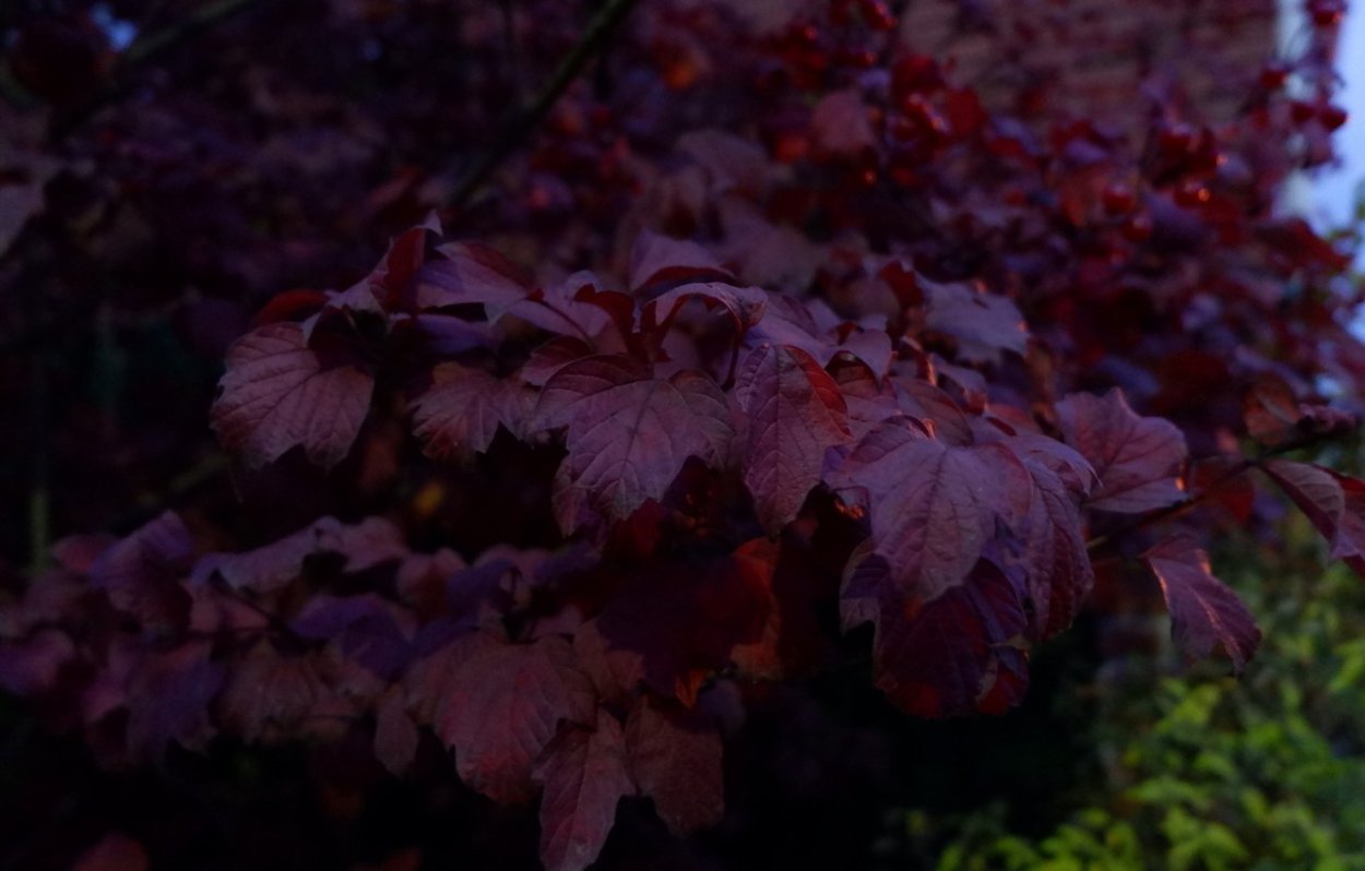 Темно красный кустарник