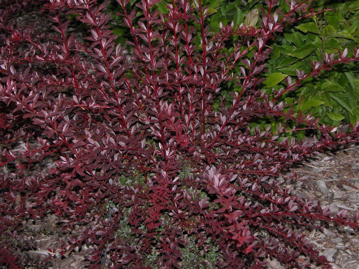 Барбарис Тунберга Red Chief