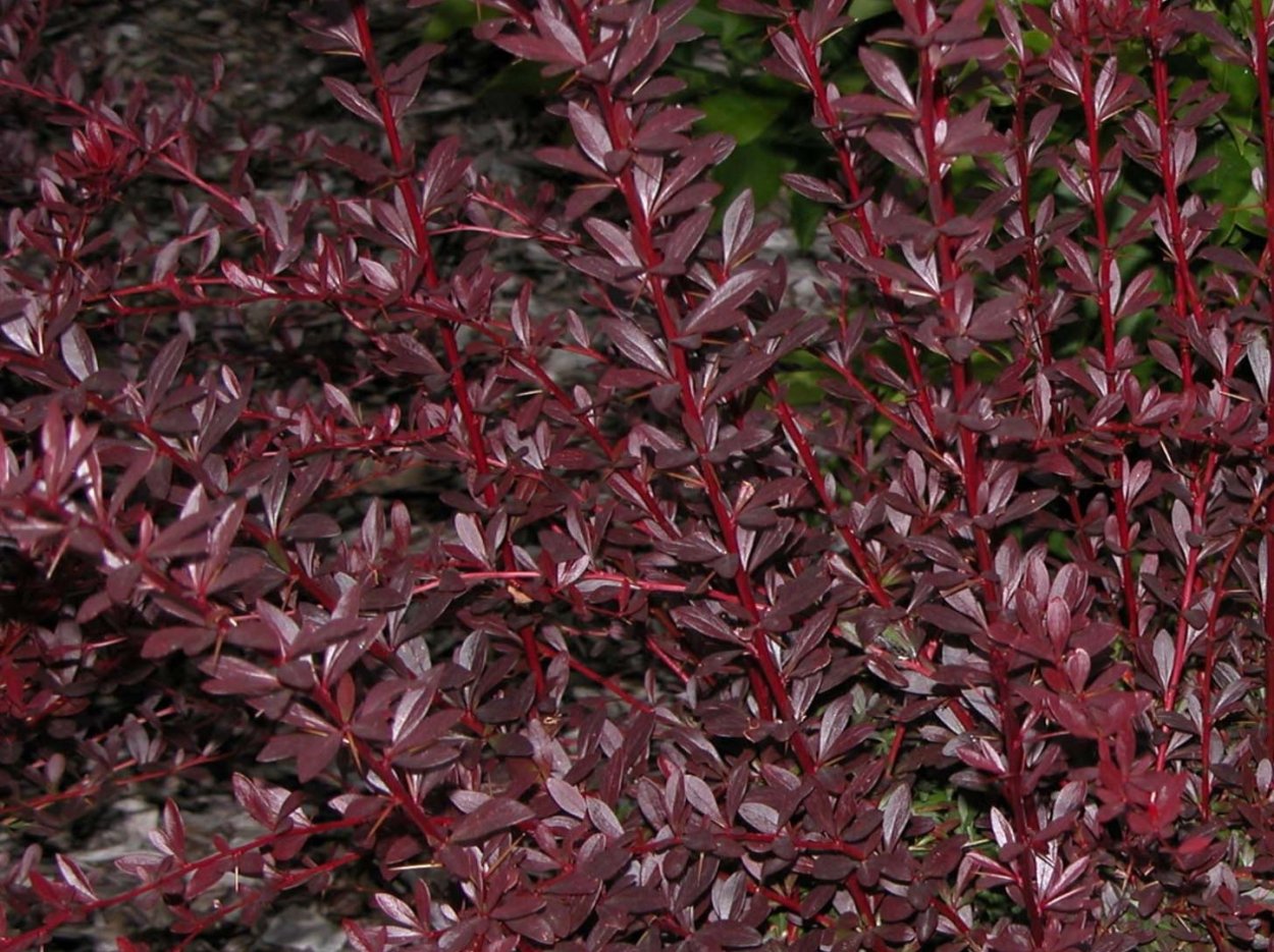 Барбарис Тунберга (Berberis thunbergii)