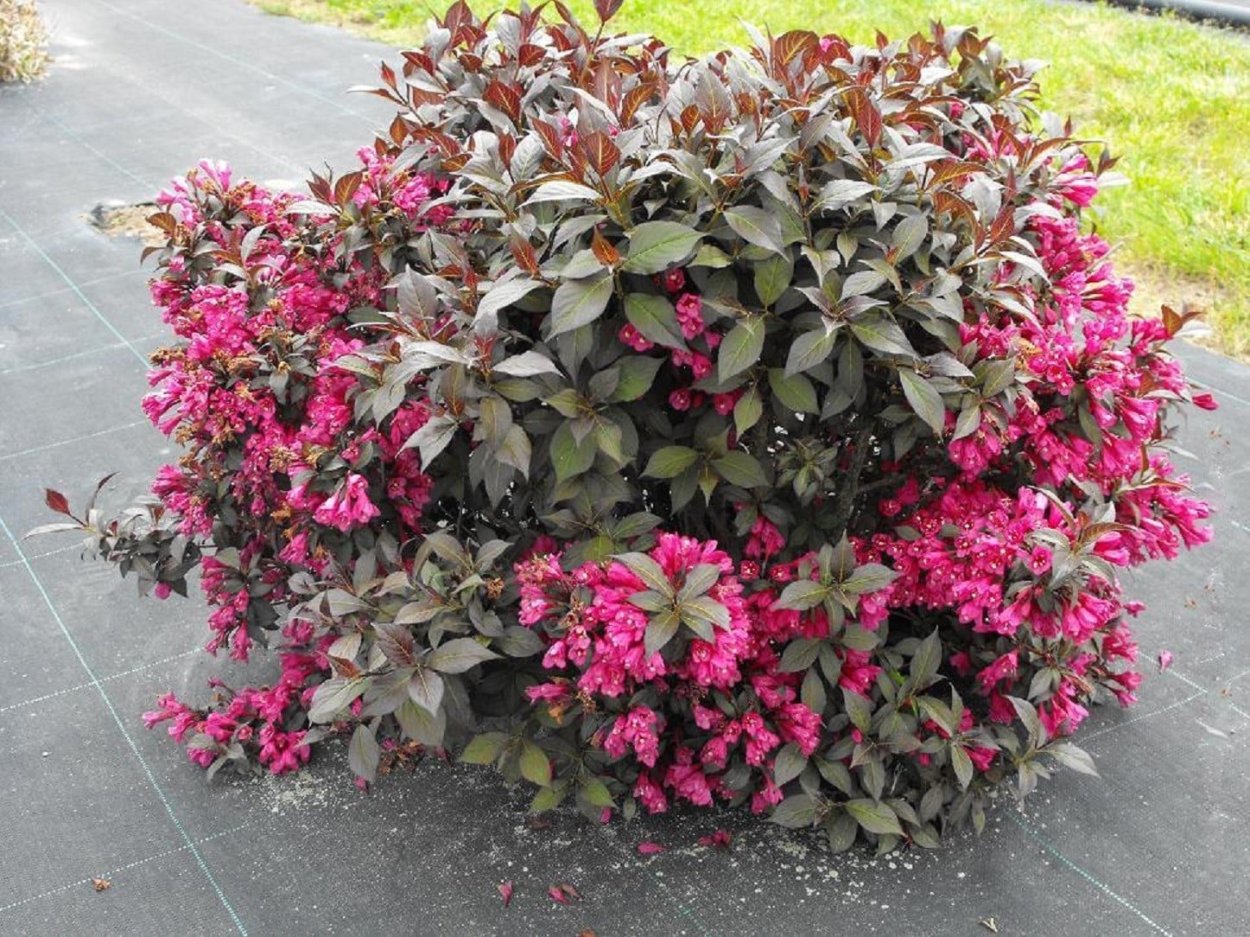 Вейгела Цветущая минор Блэк