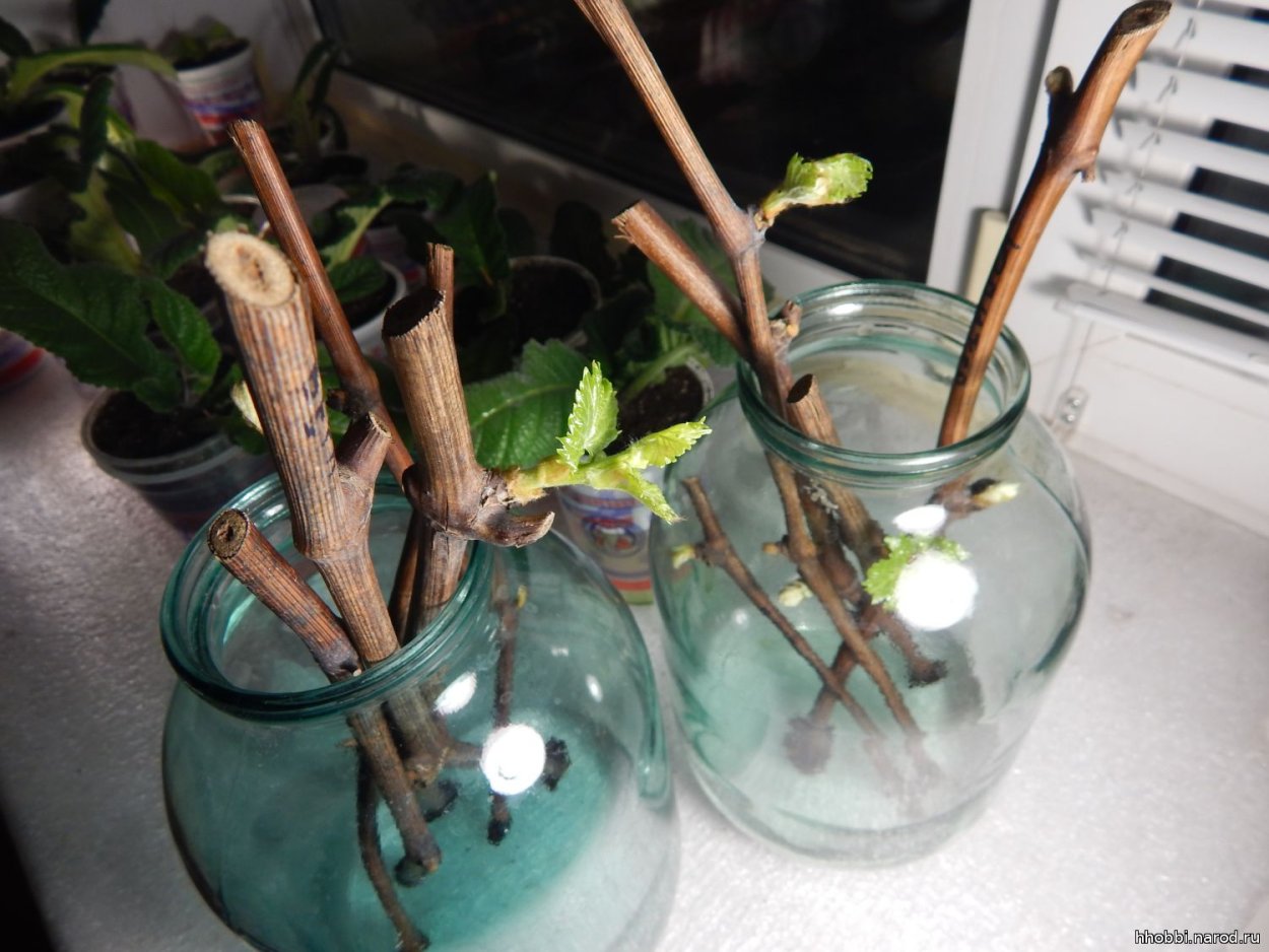 Азалия комнатная черенкование