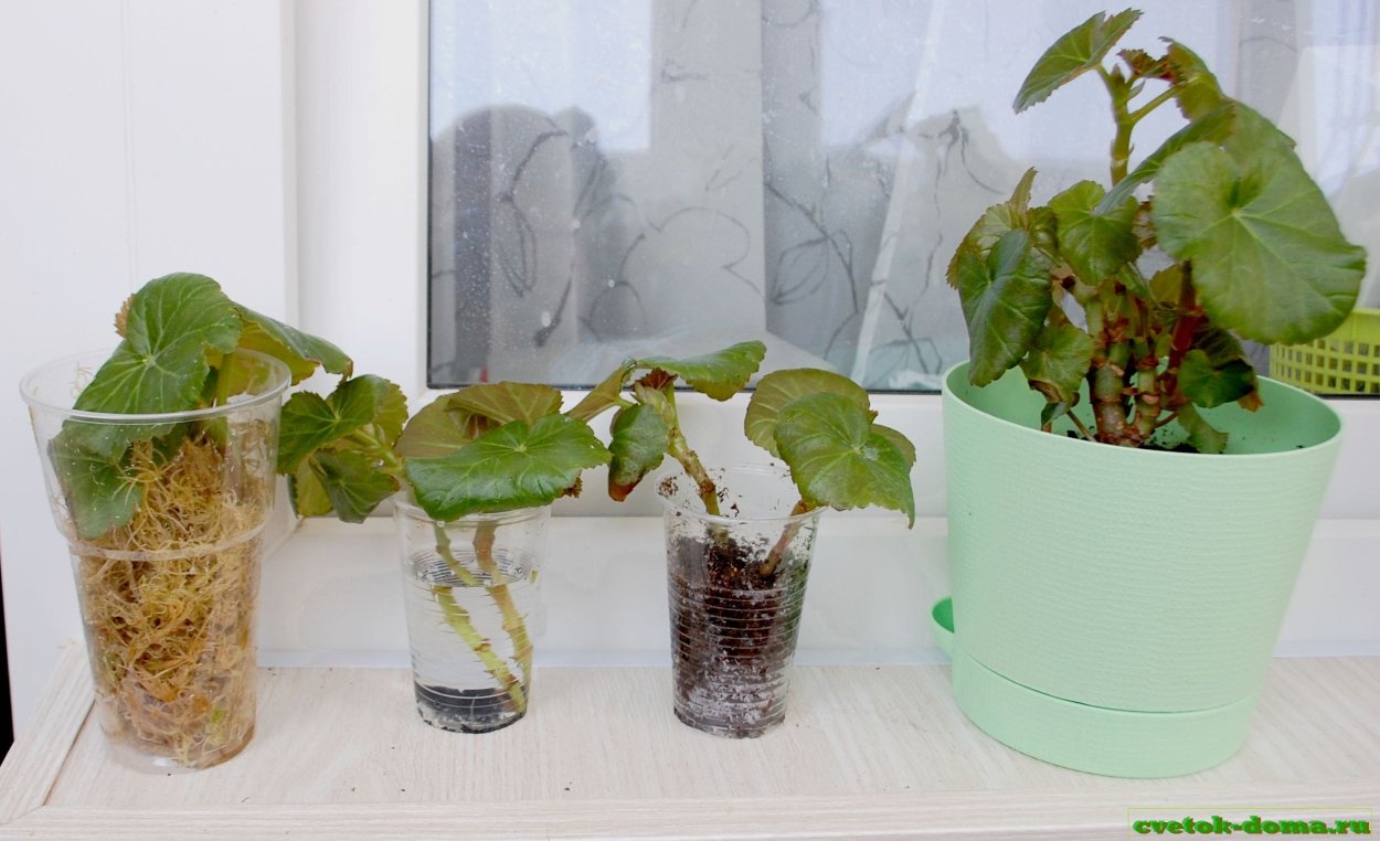 Черенки черенки роз