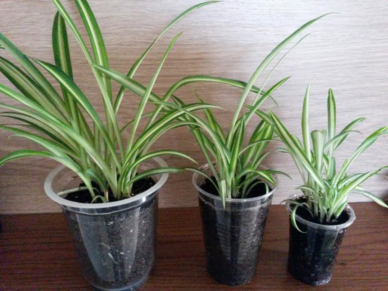 Плющ обыкновенный черенки