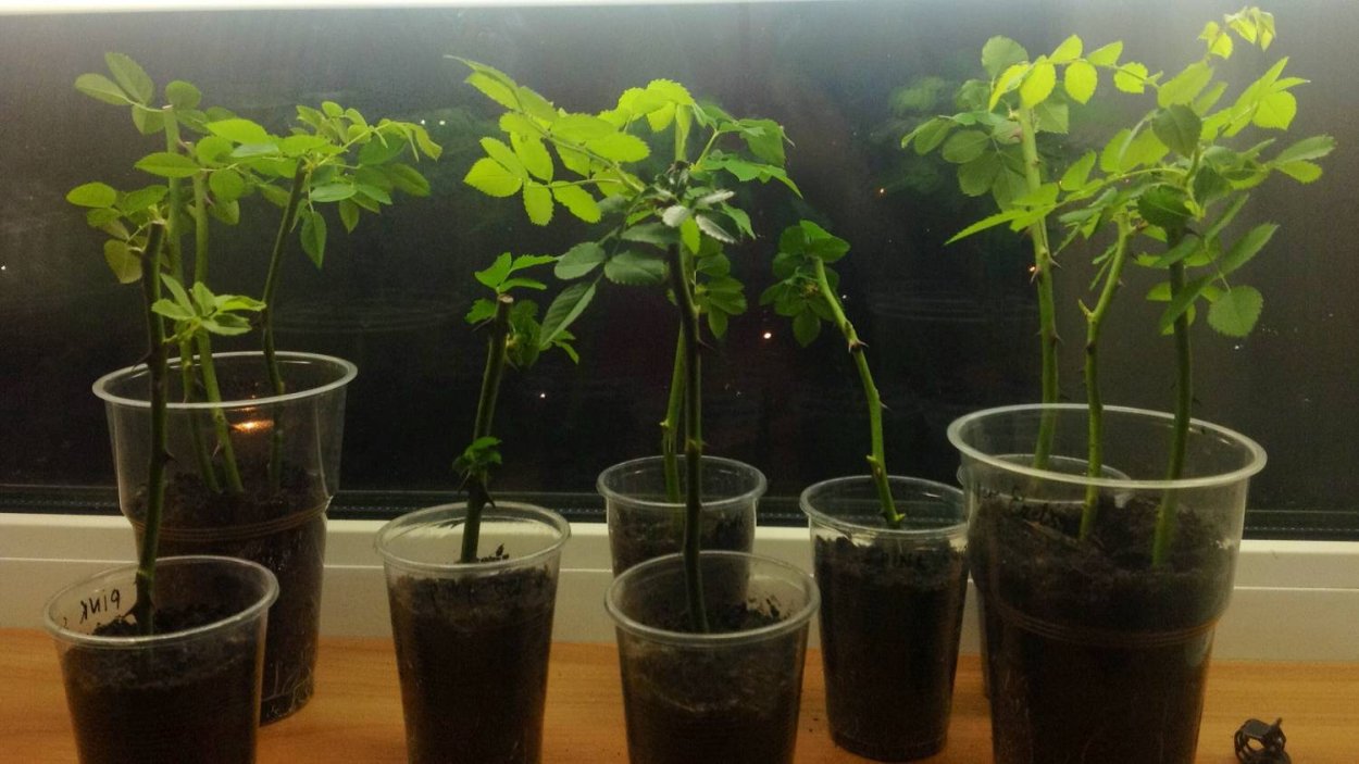 Корневин черенки