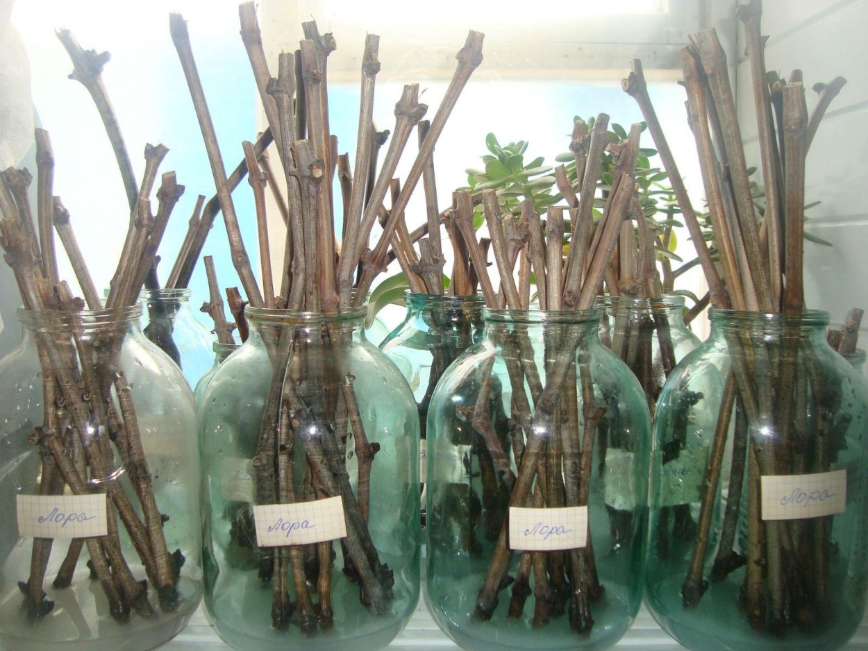 Черенок пеларгонии с корнями