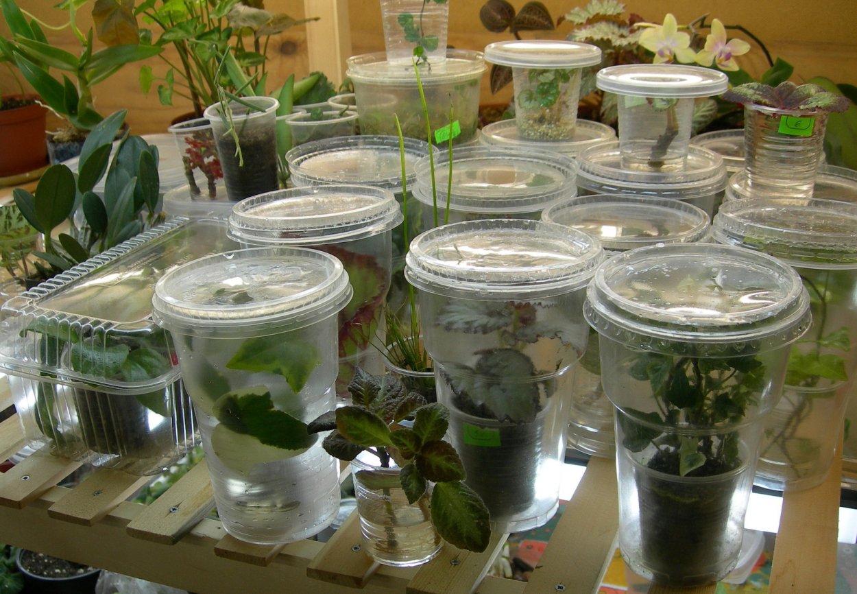 Роза черенки прорастание