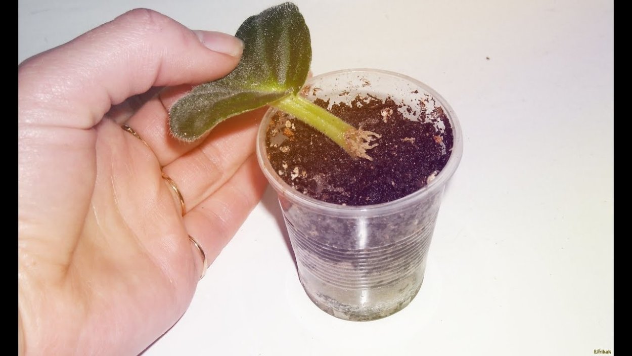 Шлюмбергера черенки