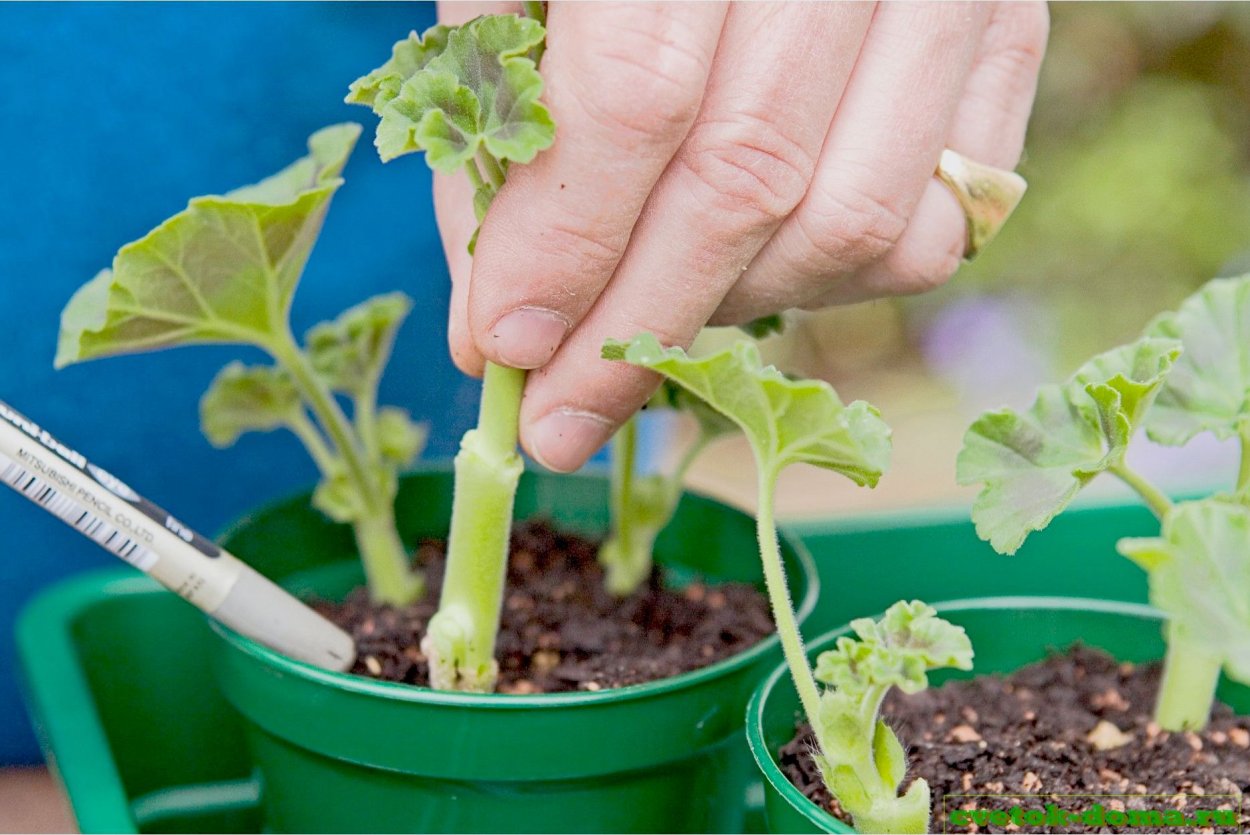 Росток шеффлеры