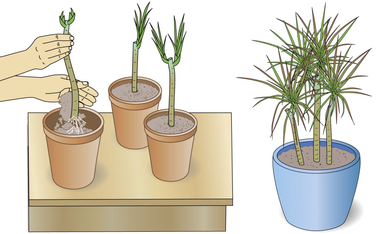 Черенкование комнатных растений