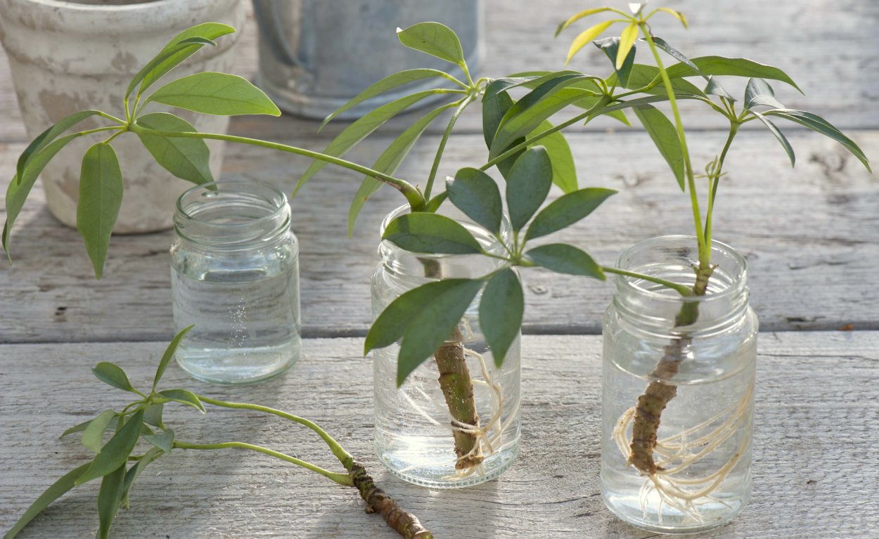 Фиалка узамбарская укоренить