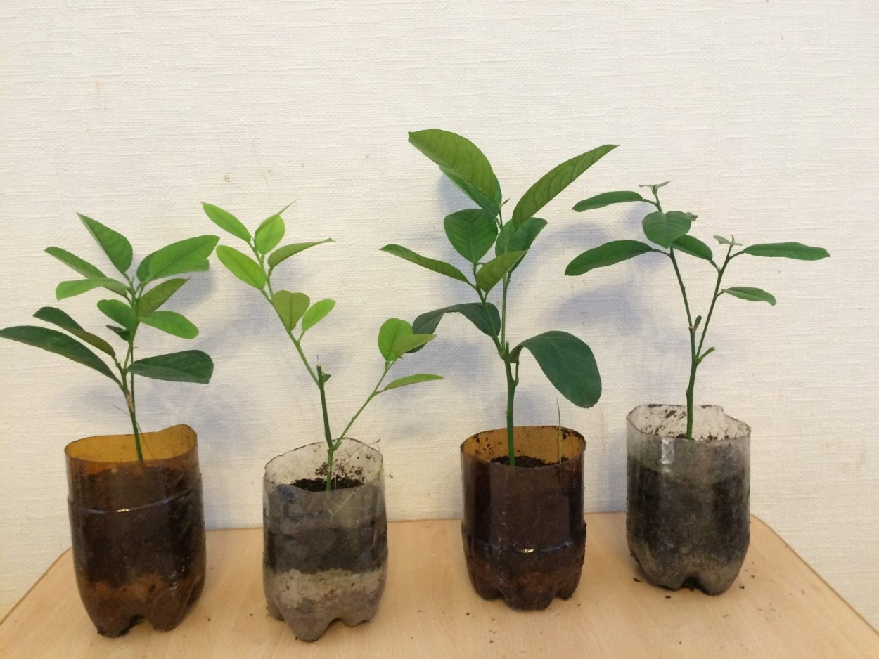 Черенкование роз корни