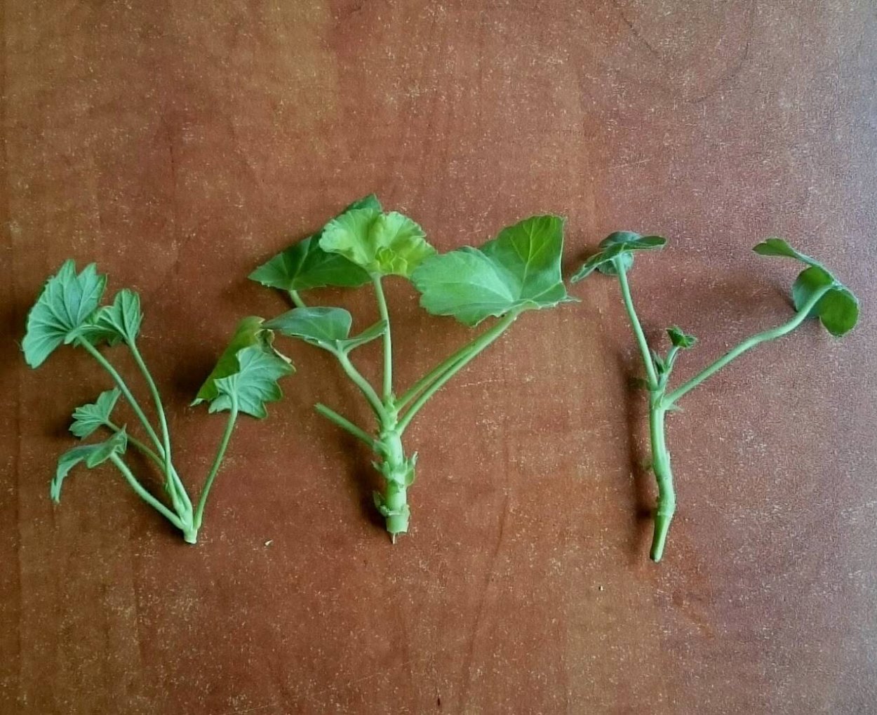 Фиалки сенполии размер