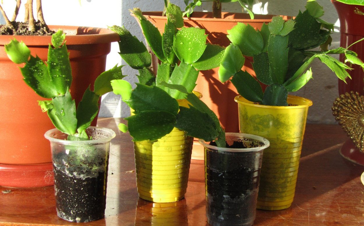 Фиалка узамбарская укоренить