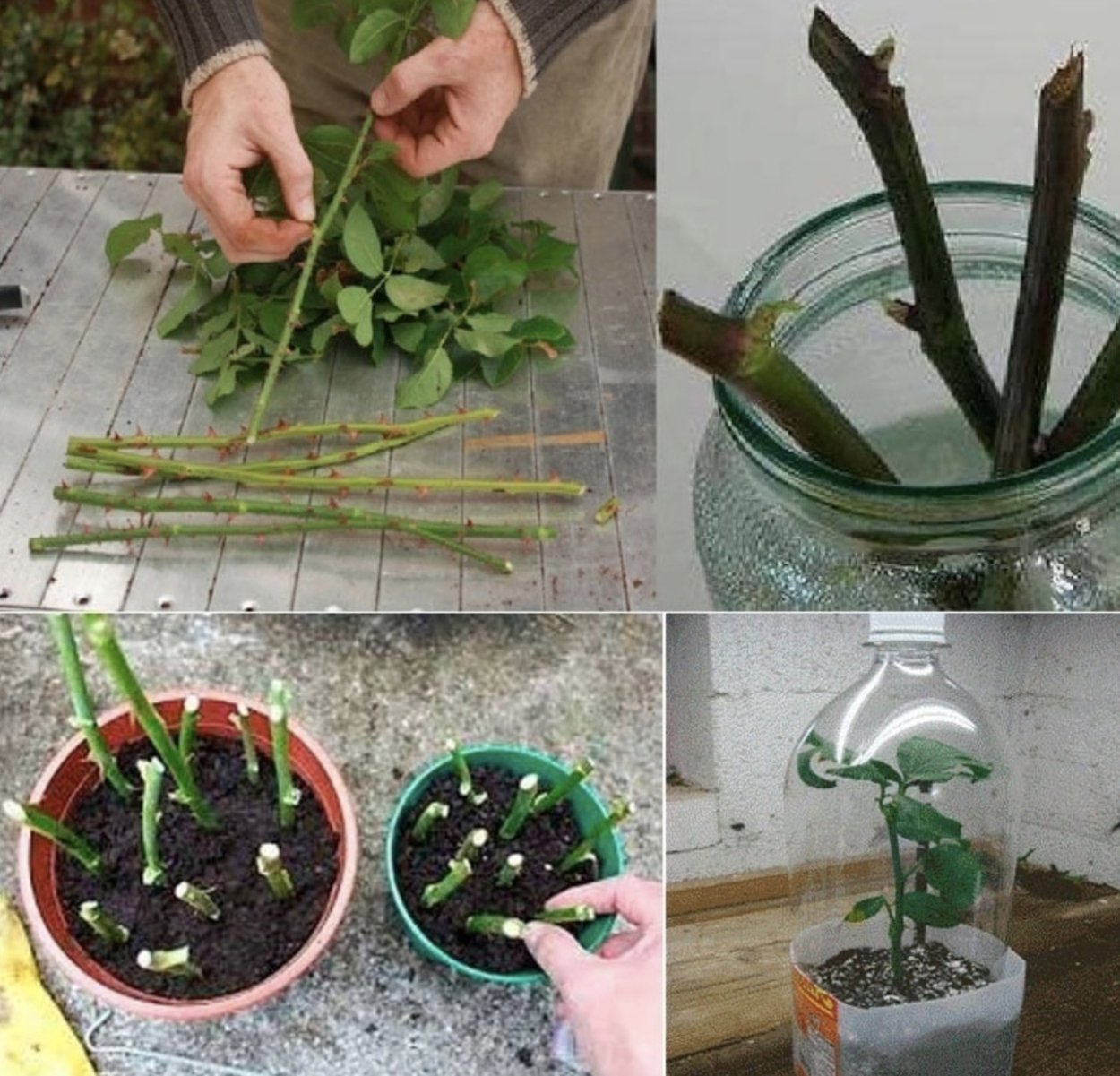 Черенок самшита вечнозеленого