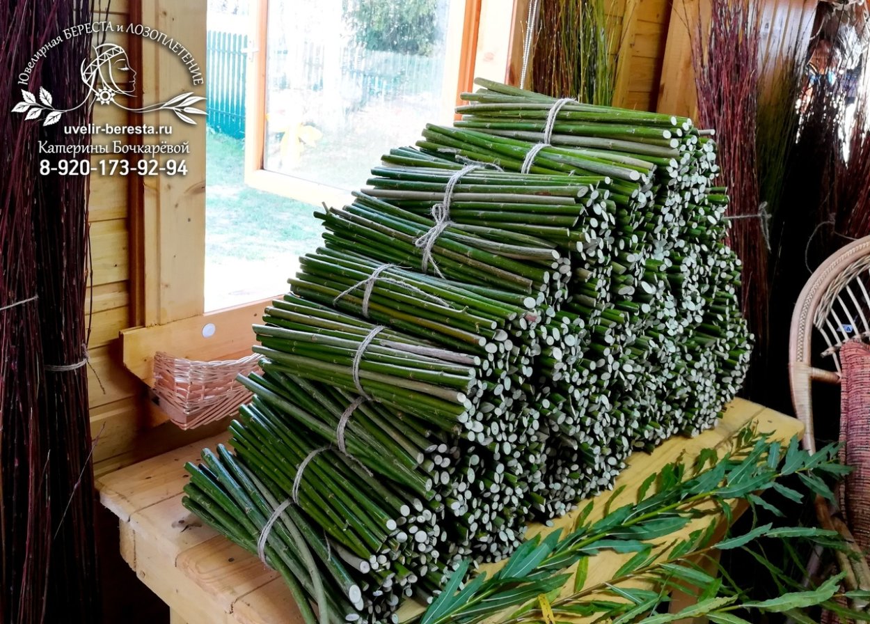 Герань Королевская черенок