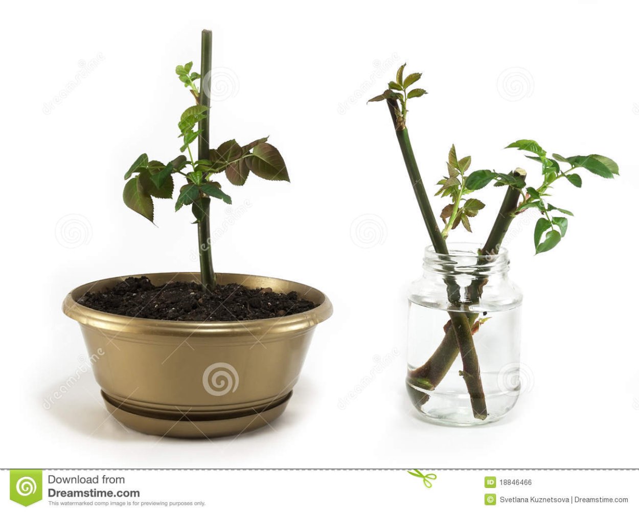 Укоренение на фитиле