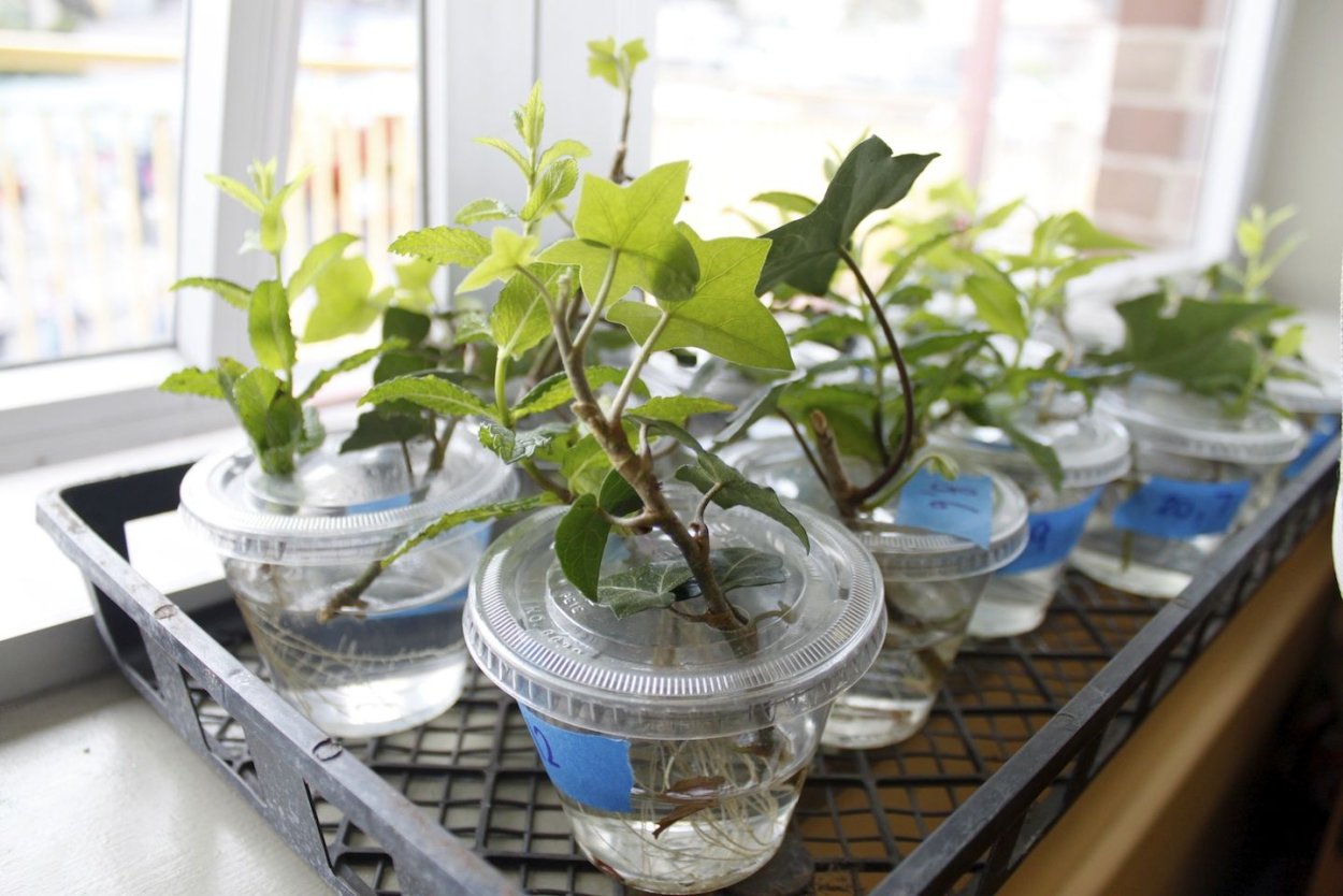 Спатифиллум отросток