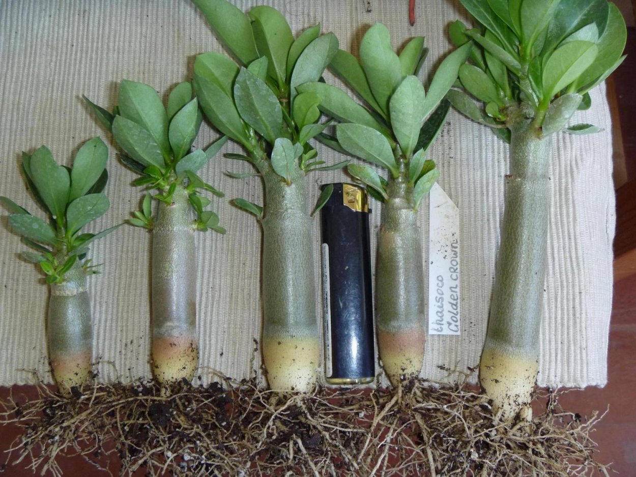 Ива американка черенок