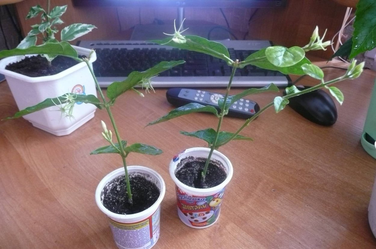 Ива размножается черенками