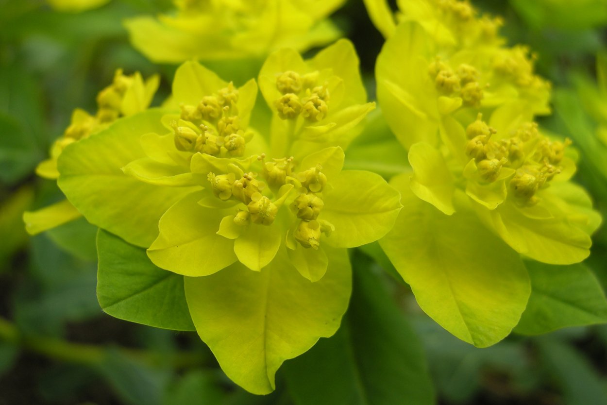 Молочаем многоцветным (Euphorbia polychroma)
