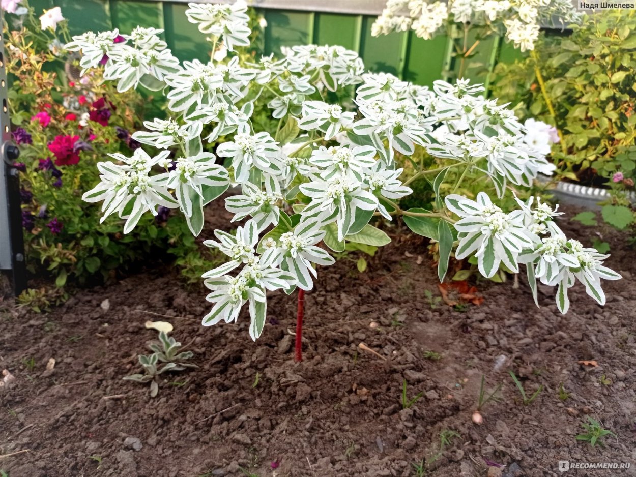 Молочай окаймленный эуфорбия