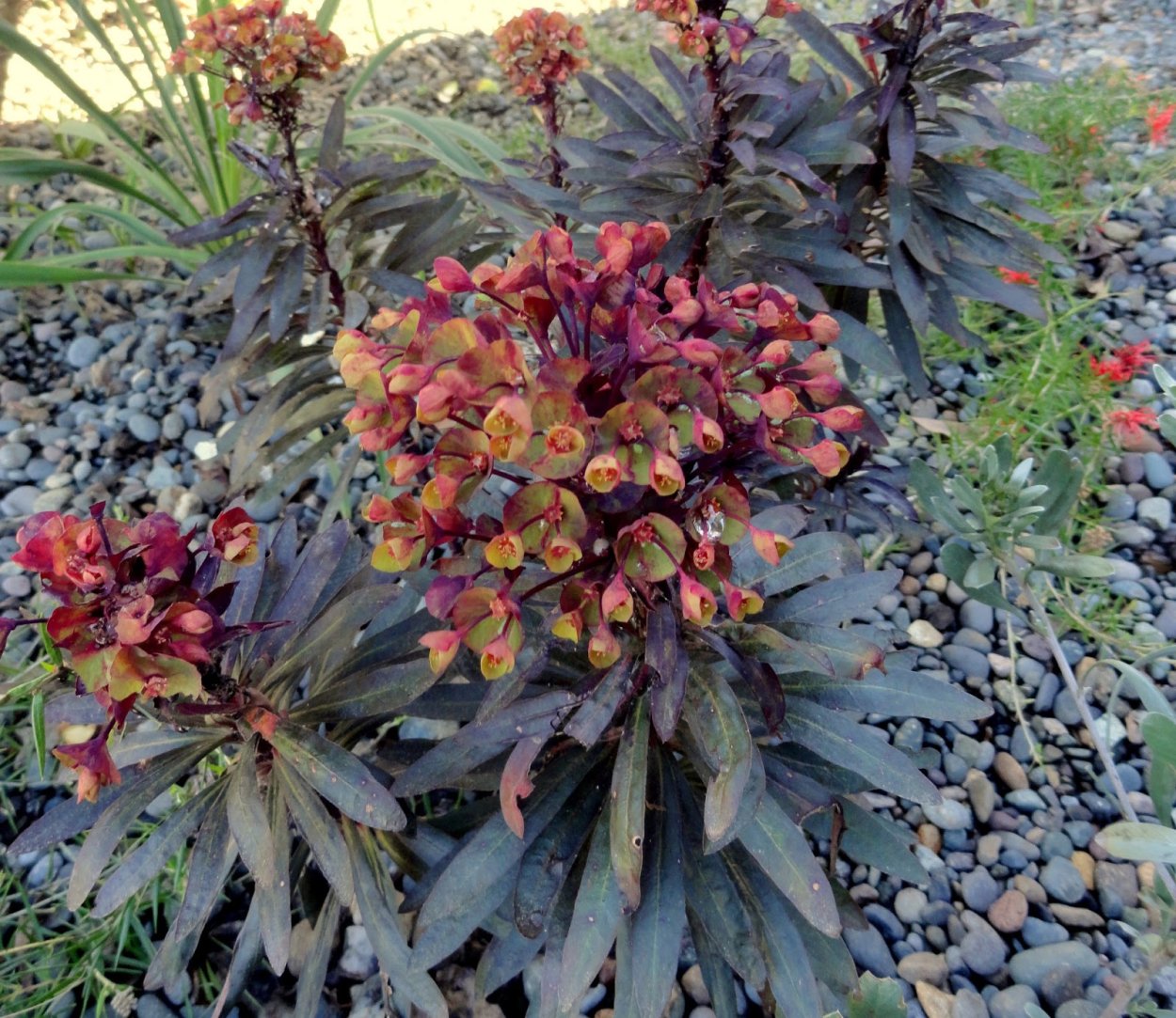Euphorbia Blackbird растение
