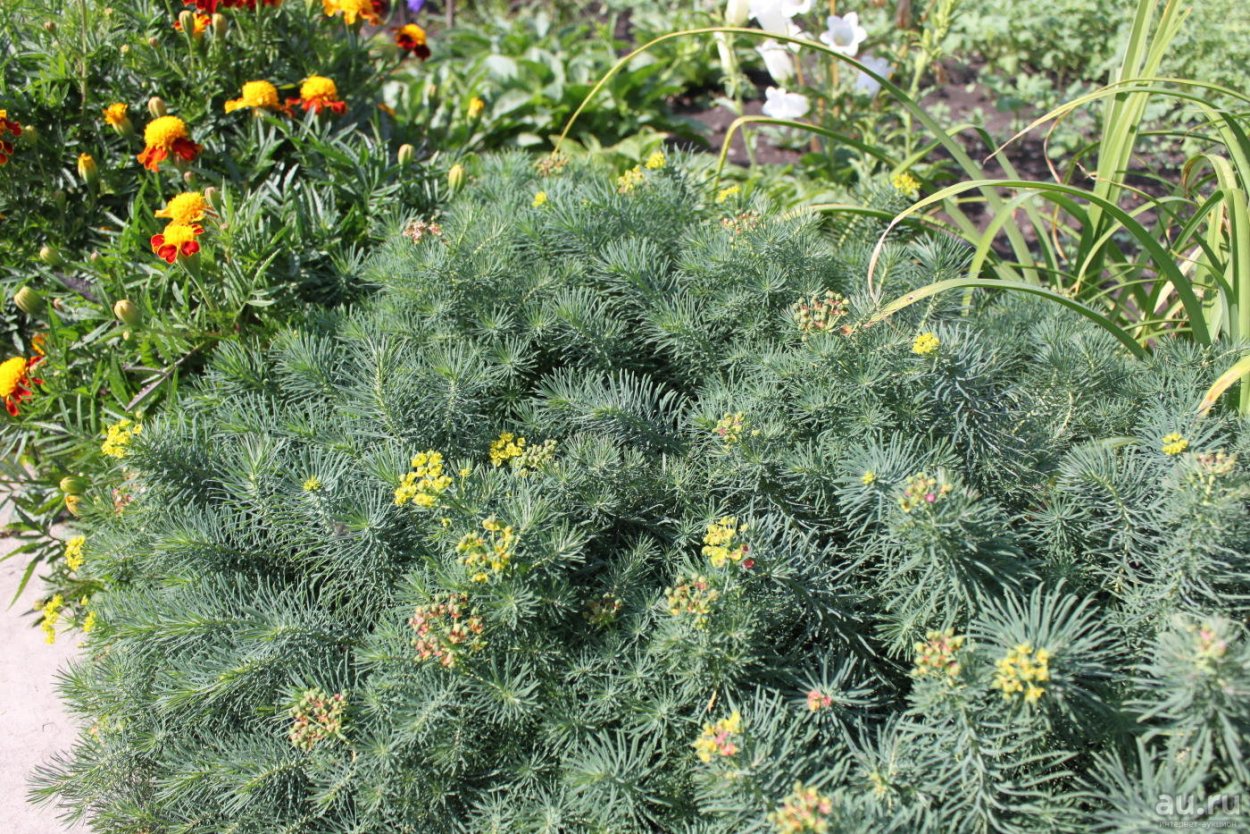 Молочай кипарисовый Clarice Howard