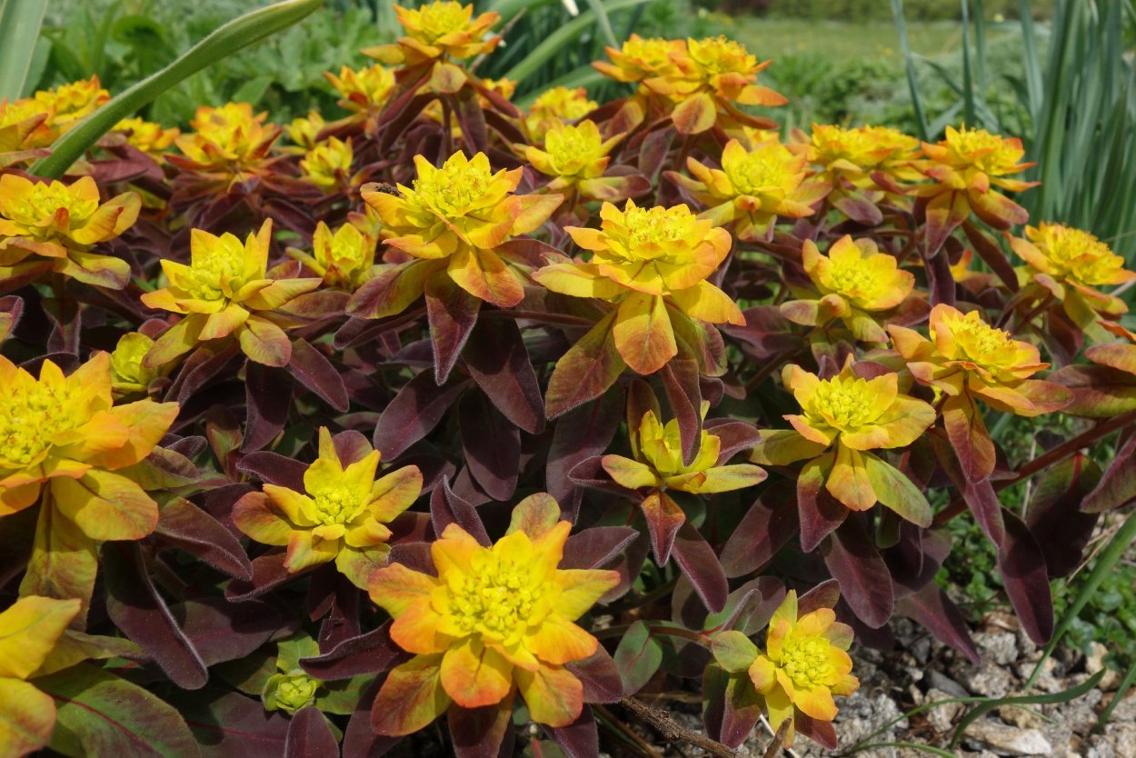 Молочай многоцветковый Bonfire