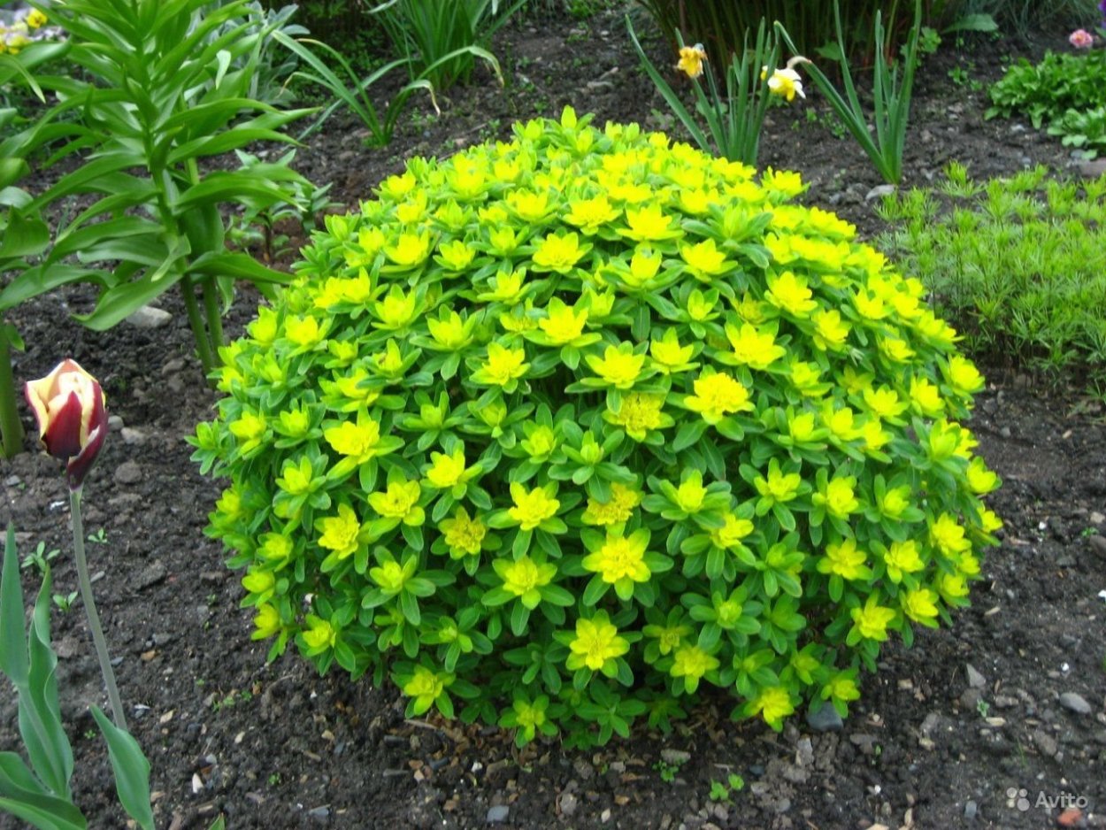 Многоцветковый молочай садовый многолетний