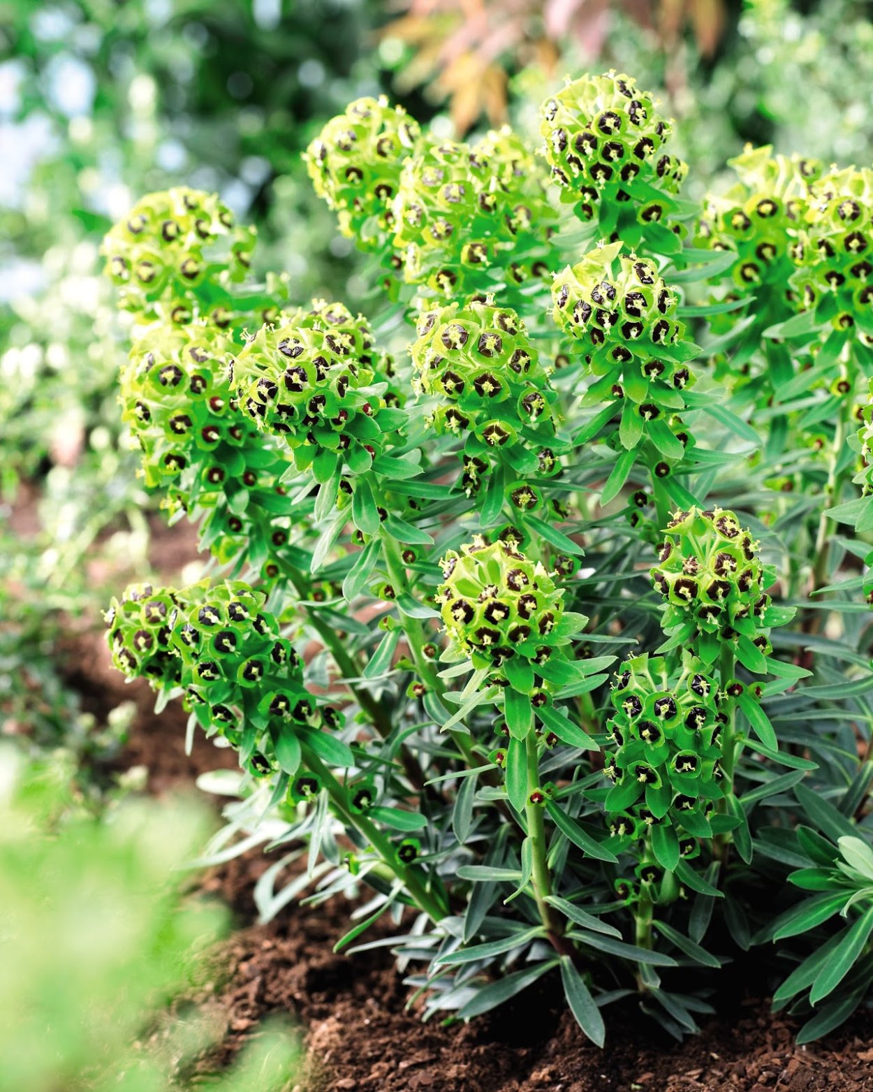 Молочай Black Pearl