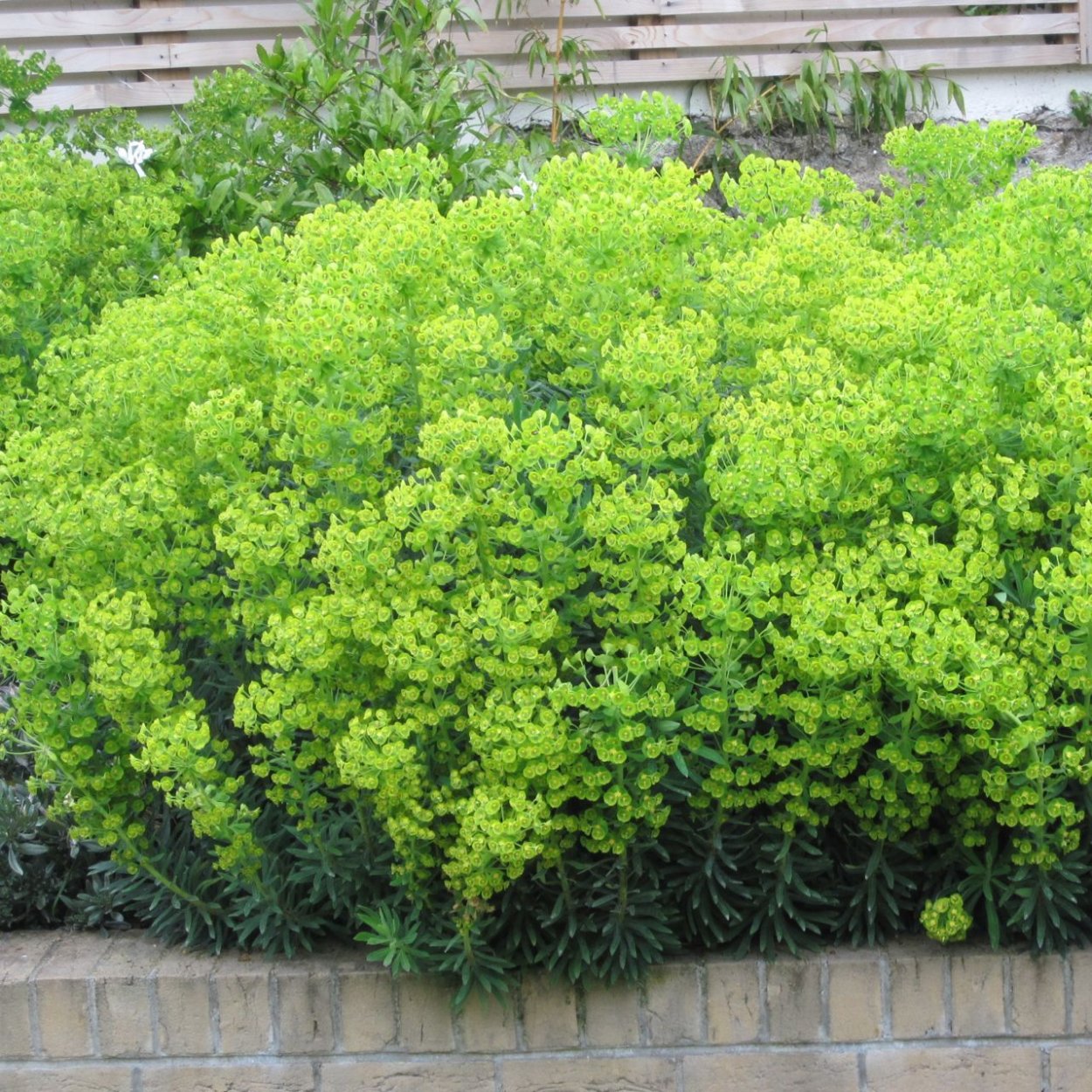 Молочай Тини тим