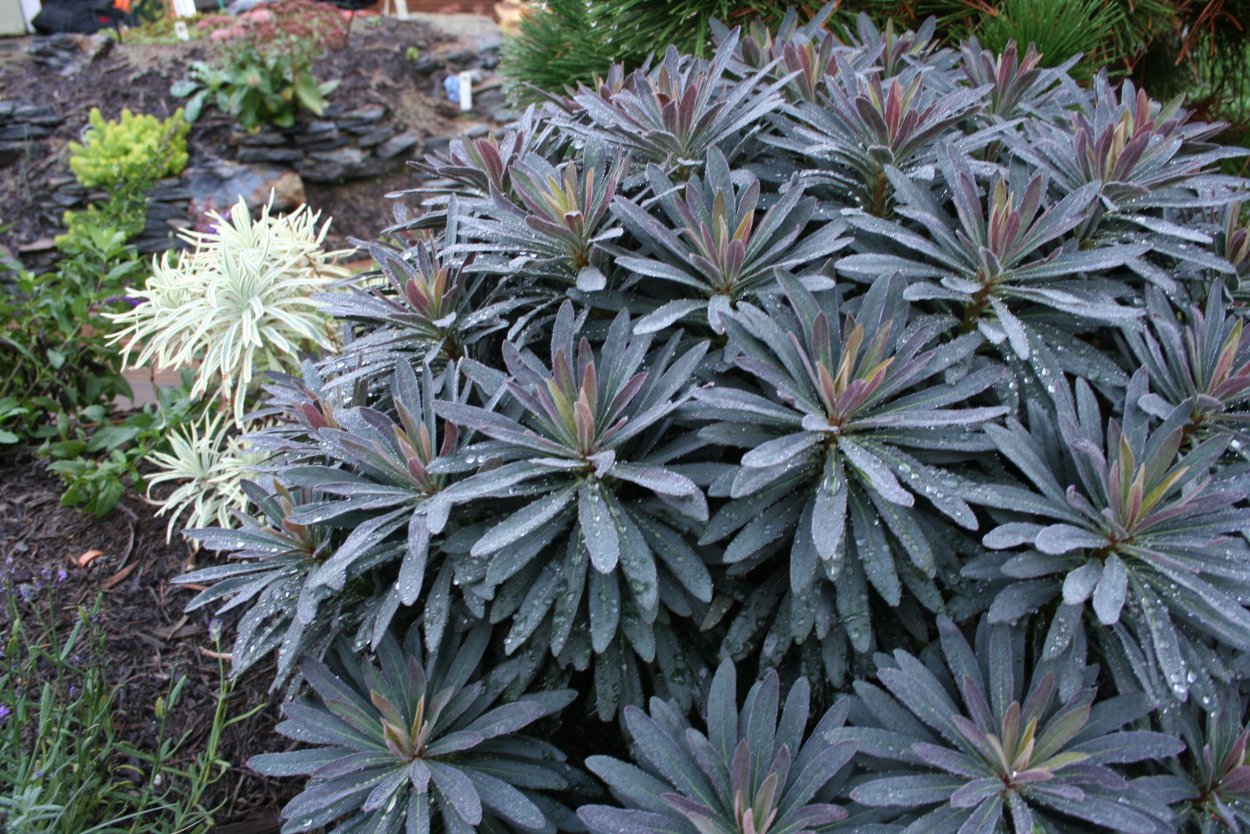 Молочай миндальный purpurea