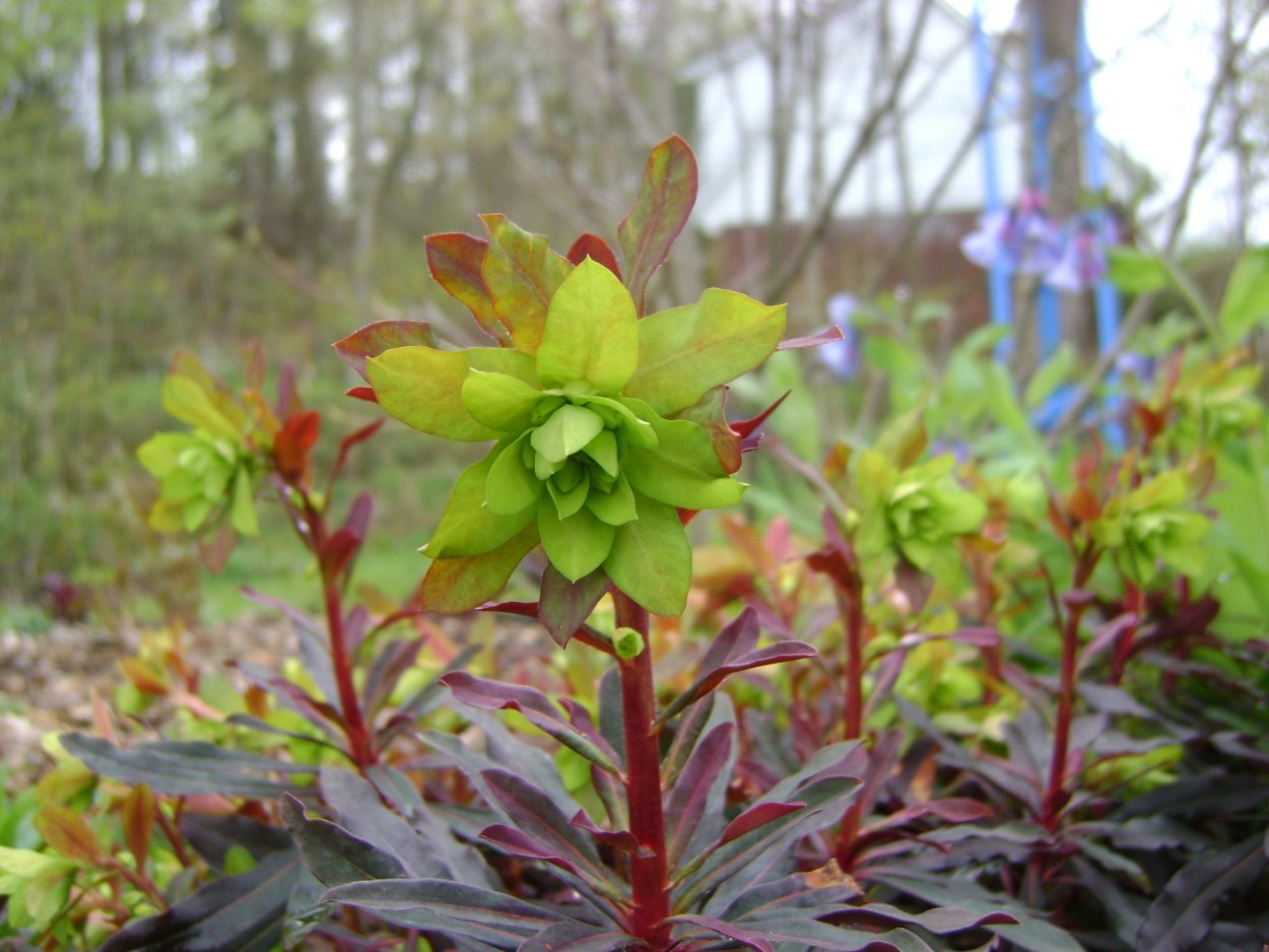 Молочай красивоцветущий