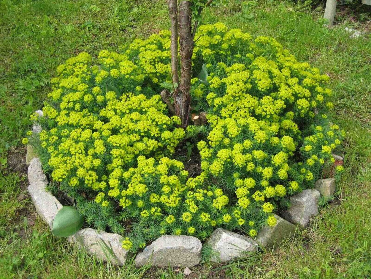 Молочай кипарисовый и многоцветковый