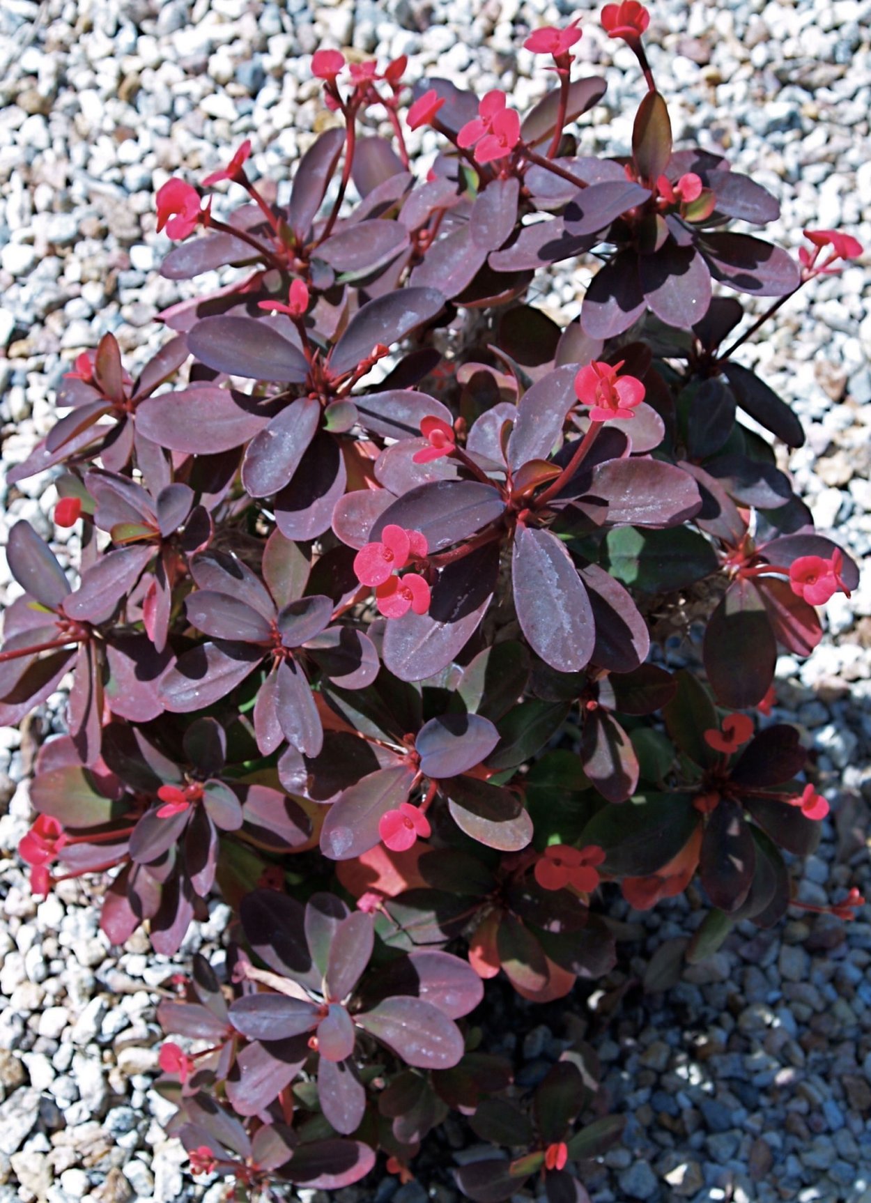 Молочай Милиуса