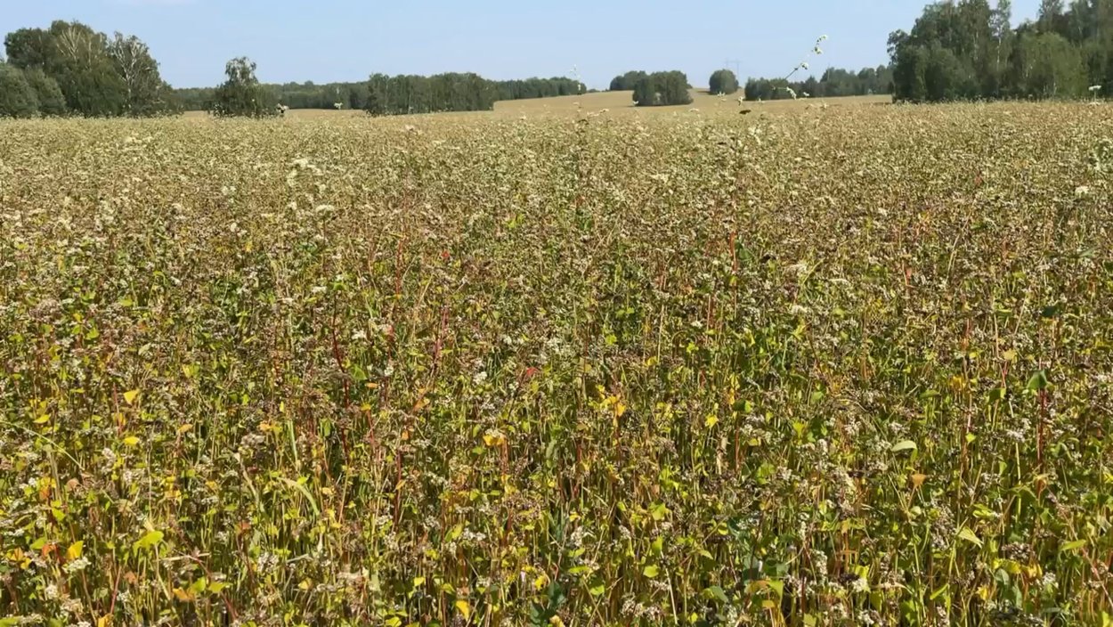 Июль макушка лета Твардовский