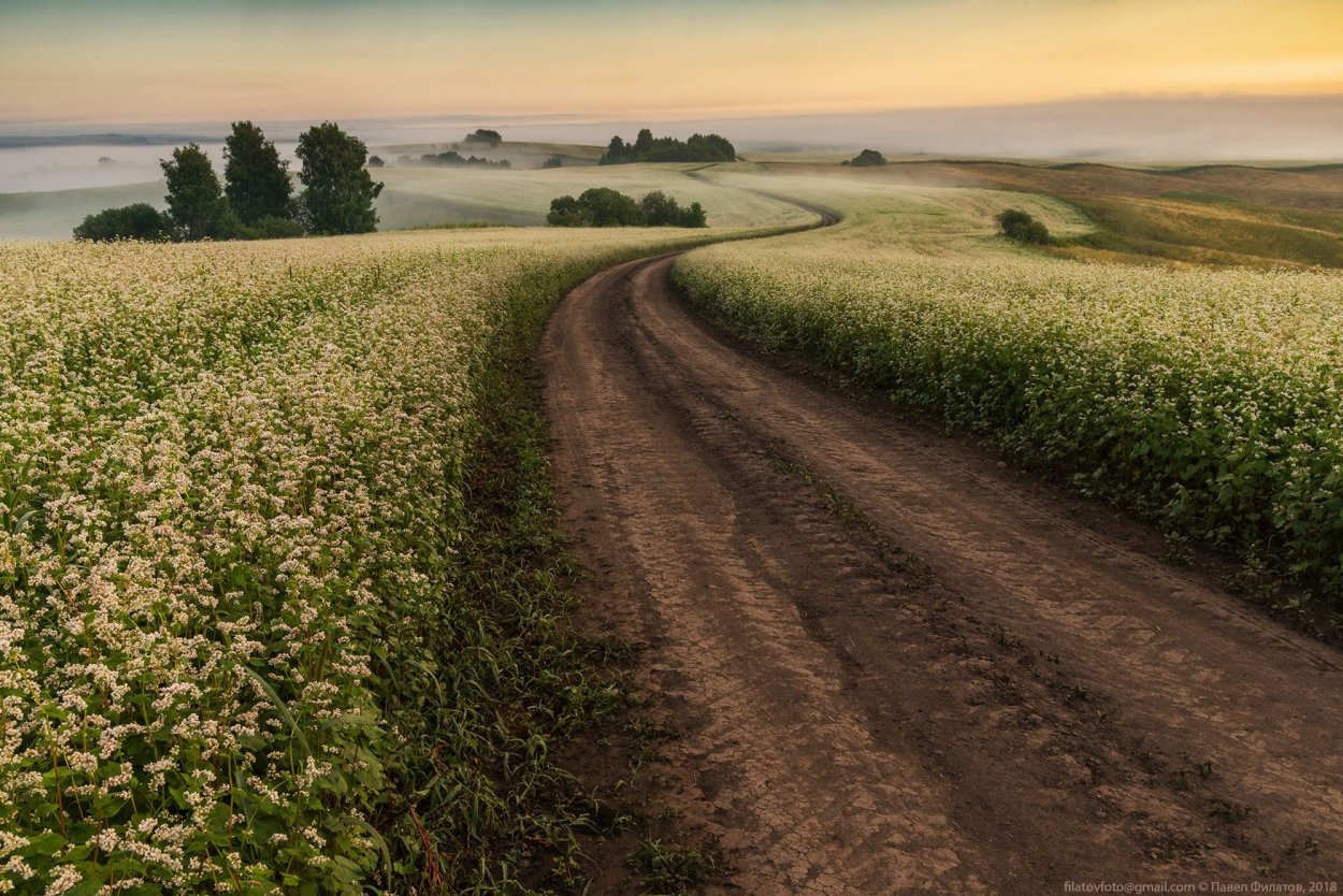 Полевая дорога