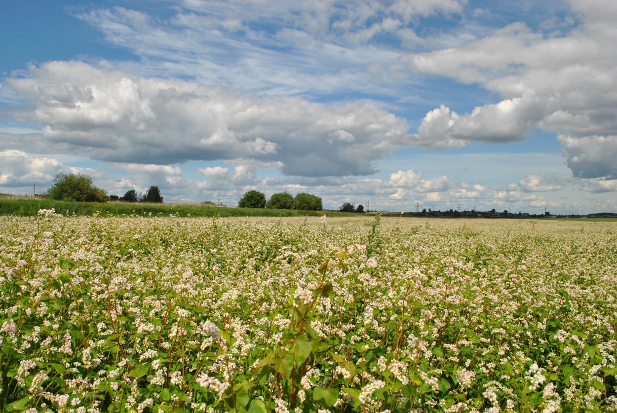 Поля гречихи в Алтайском крае