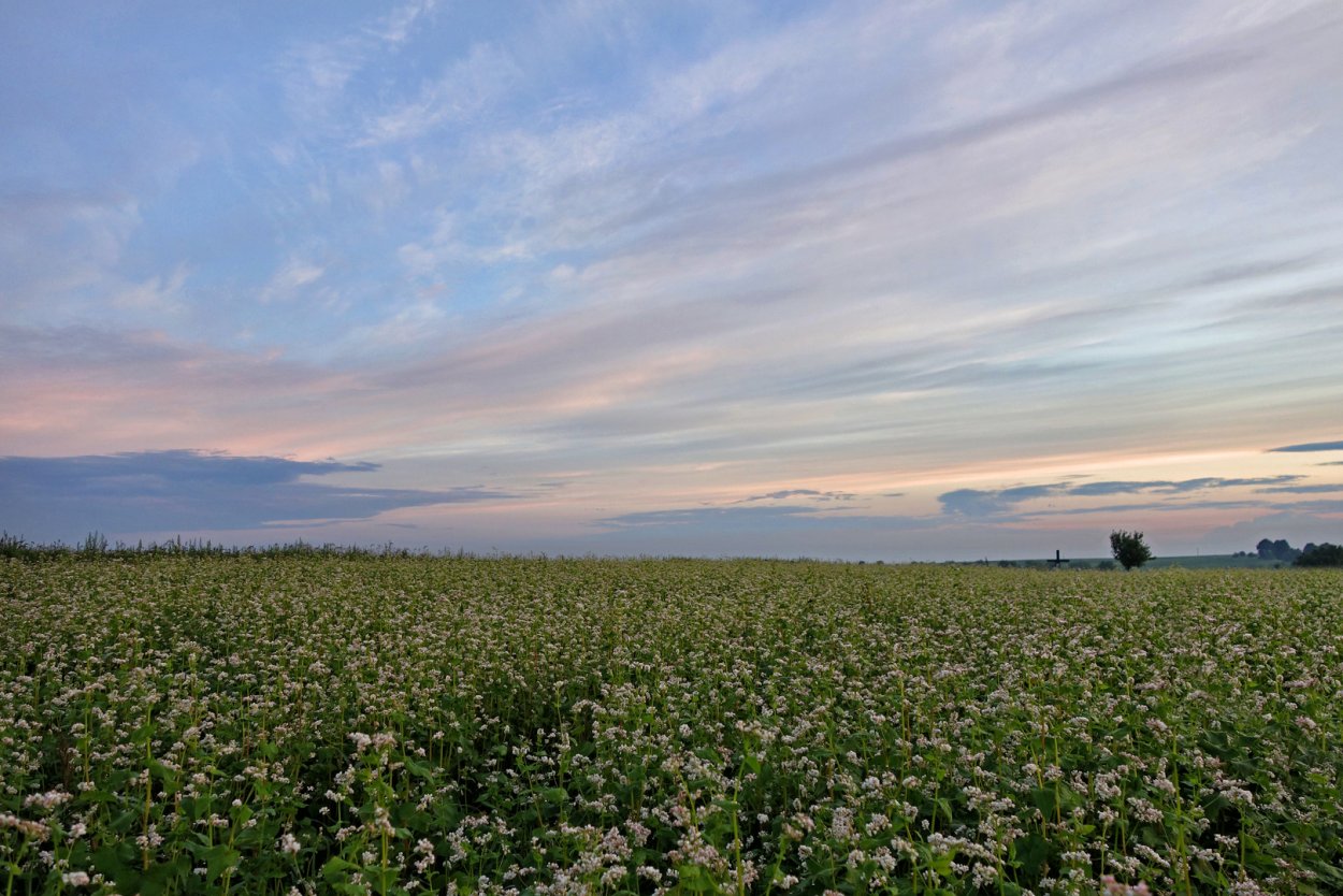 Цветущая гречиха поля Алтая