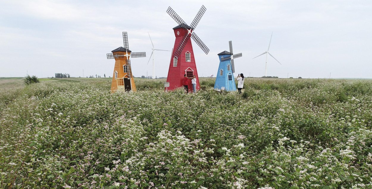 Гречиха цветение поле