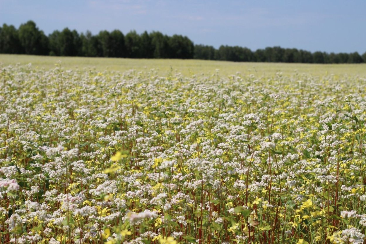 Разнотравье Алтайского края
