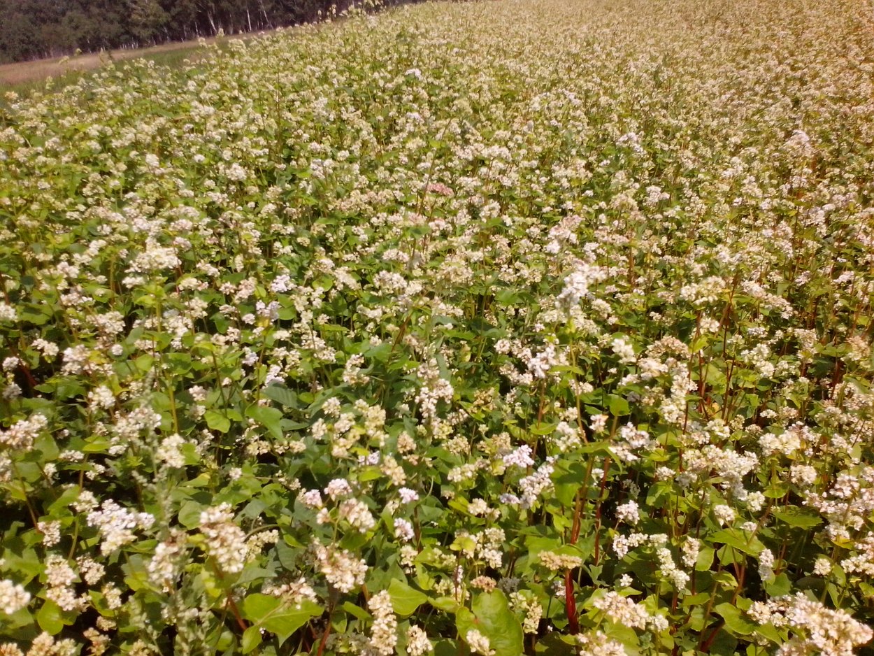 Алтай цветет гречиха