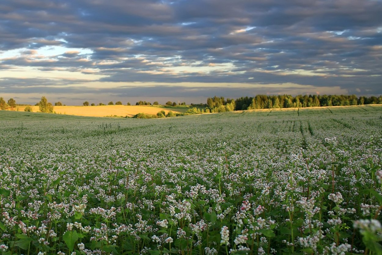 Сидерат "гречиха обыкновенная"