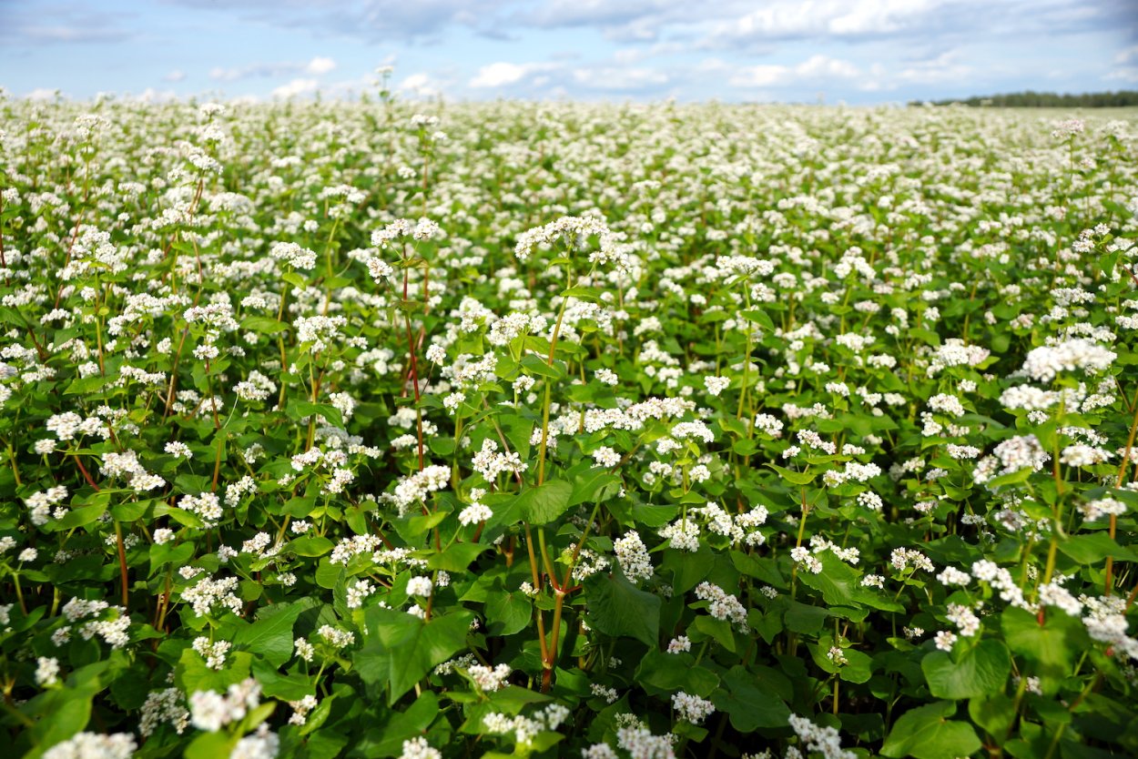 Гречишное поле Япония
