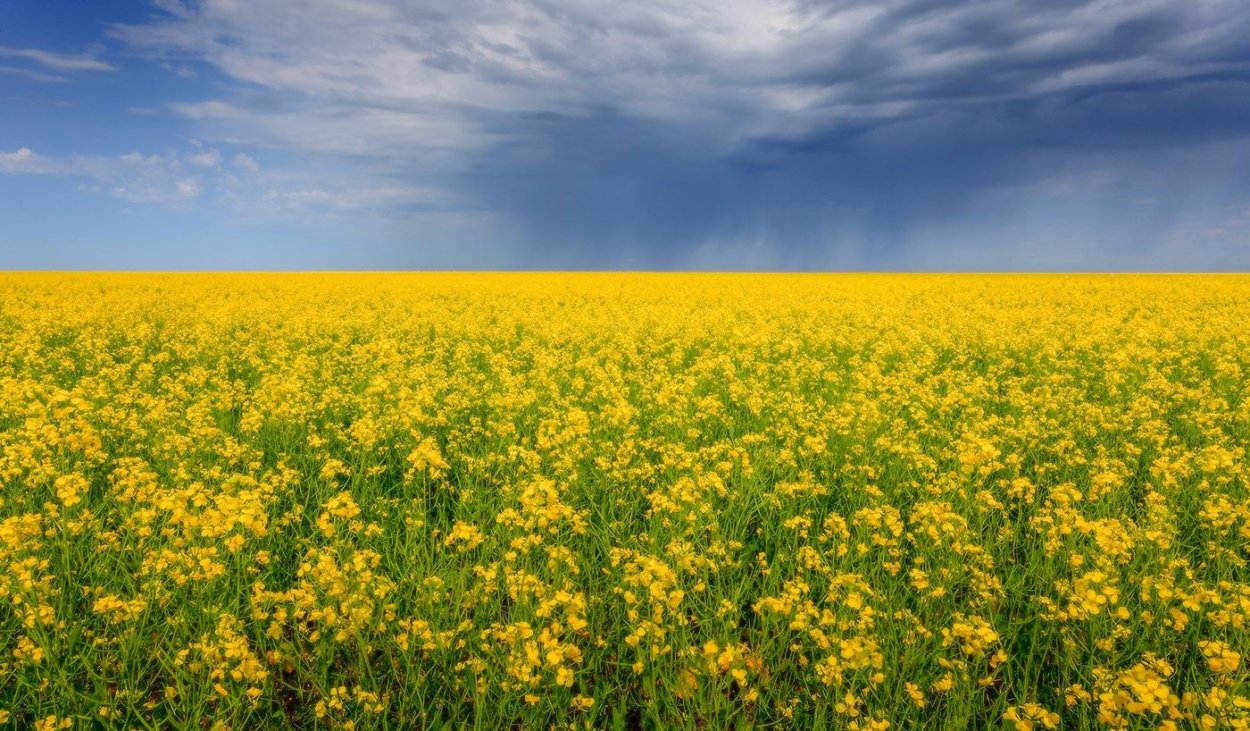 Греча Алтай поля панорама