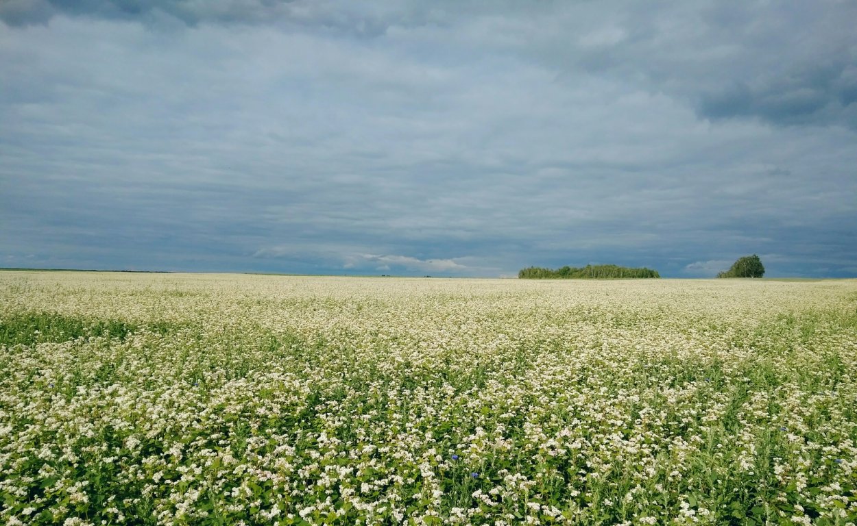 Поле гречиха Ливны