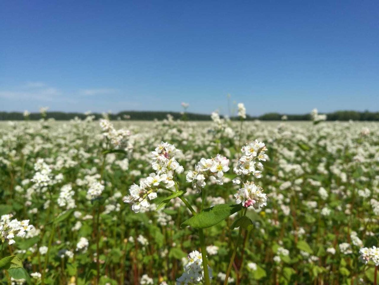 Поля гречихи в Алтайском крае