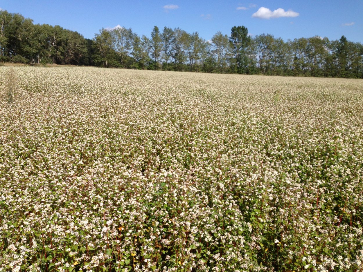 Гречиха солнце