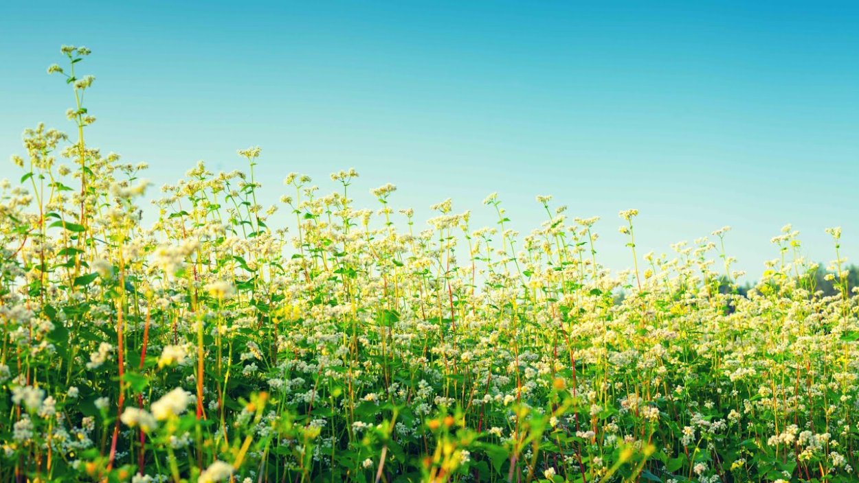 Гречишное поле