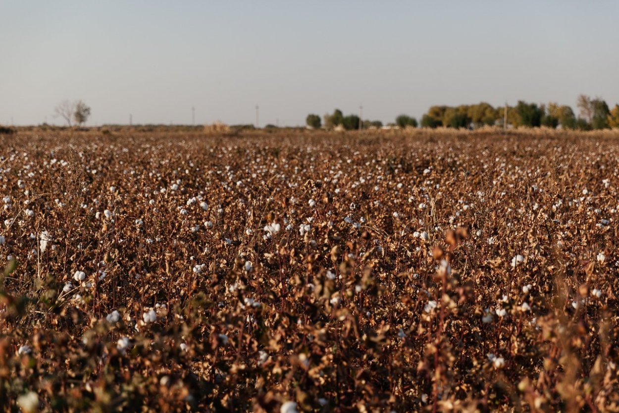 Поле с цветами коричневый